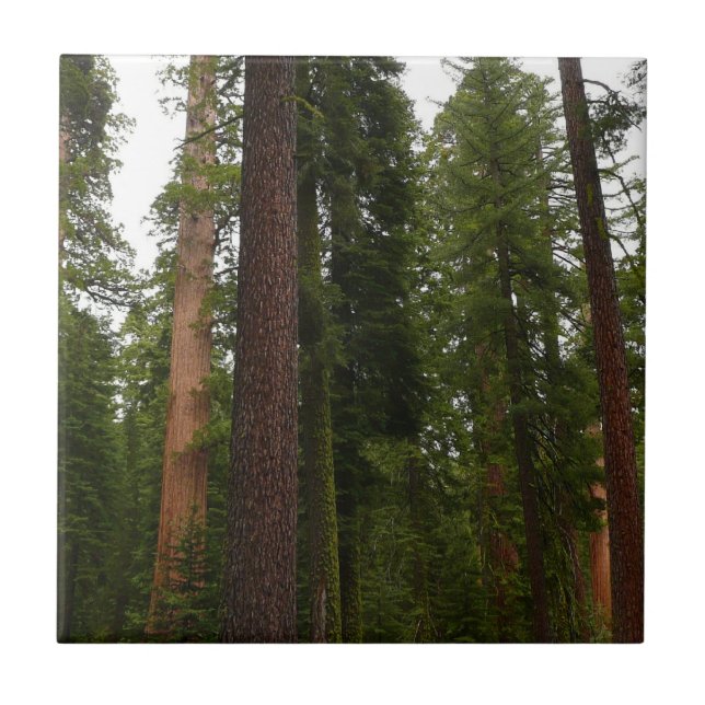 Azulejo Mariposa Grove en el Parque Nacional Yosemite (Frente)