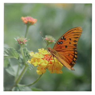 Azulejo Mariposa Gulf fritillary estirada