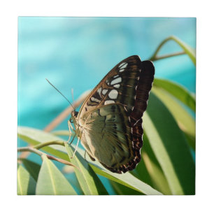 Azulejo Mariposa marrón alas cerradas