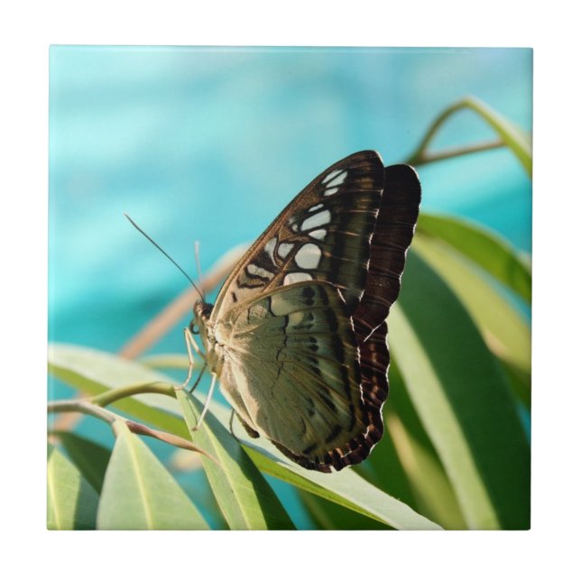 Azulejo Mariposa marrón alas cerradas (Frente)