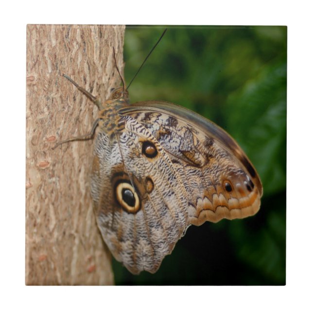 Azulejo Mariposa marrón animal (Frente)