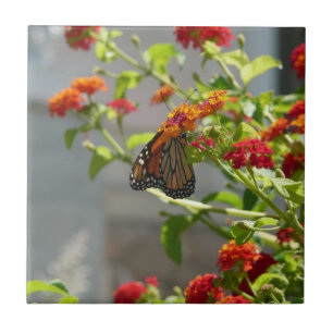 Azulejo Mariposa Monarca en Arbusto de Mariposas Rojo