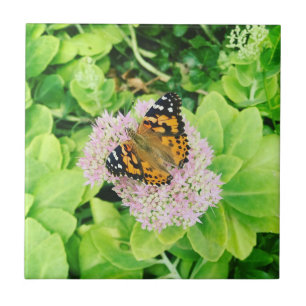 Azulejo Mariposa monarca en flores de Stonecrop