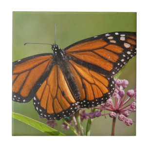 Azulejo Mariposa Monarca macho en Asclepias incarnata