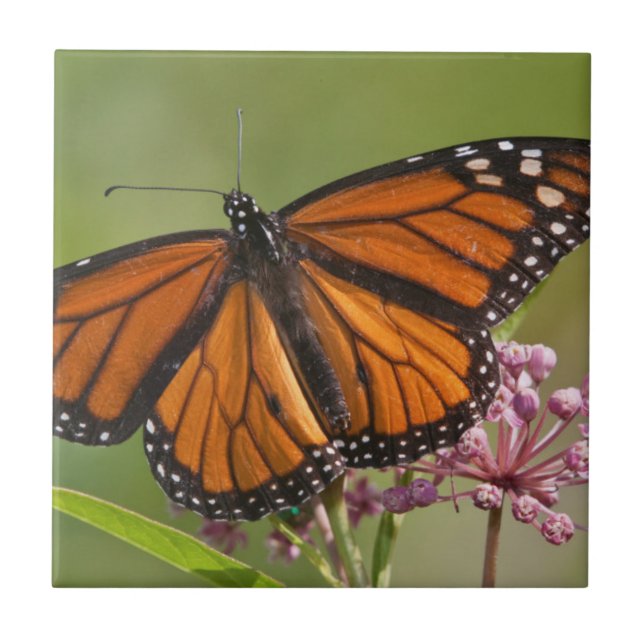 Azulejo Mariposa Monarca macho en Asclepias incarnata (Frente)