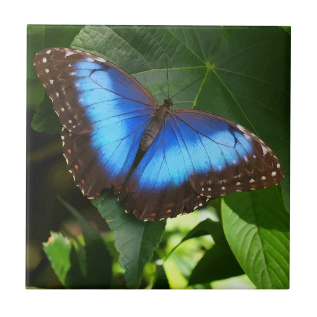 Azulejo Mariposa morfa azul (Frente)