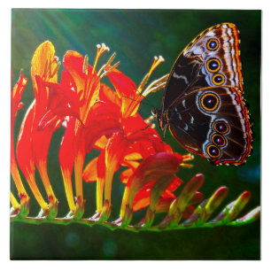 Azulejo Mariposa morpho azul en flores de Crocosmia Lucife