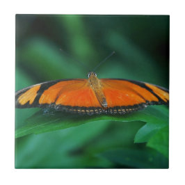 Azulejo Mariposa naranja brillante y negra en hoja