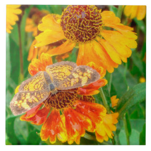 Azulejo Mariposa Pearl Crescent en Sneezeweed