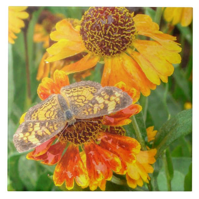 Azulejo Mariposa Pearl Crescent en Sneezeweed (Frente)