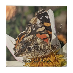 Azulejo Mariposa Pintada Dama Foto de Naturaleza