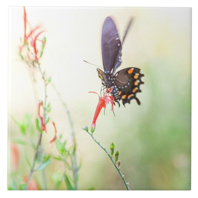 Azulejo Mariposa pipevina de cola cruda en la luz de la ta (Frente)