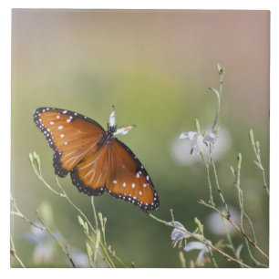 Azulejo Mariposa Reina en luz de la mañana