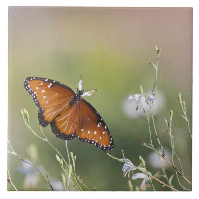Azulejo Mariposa Reina en luz de la mañana (Frente)