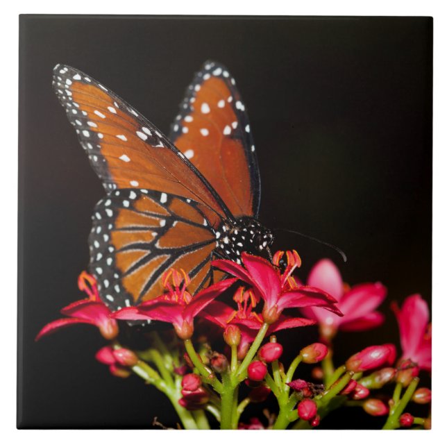 Azulejo Mariposa Reina sobre flores rosadas (Frente)