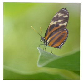 Azulejo Mariposa tigre de largo