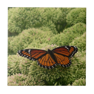 Azulejo Mariposa Viceroy Hermosa Fotografía de la Naturale