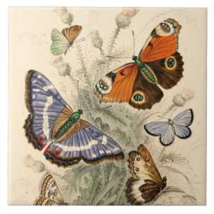 Azulejo Mariposas antiguas de Oliver Goldsmith