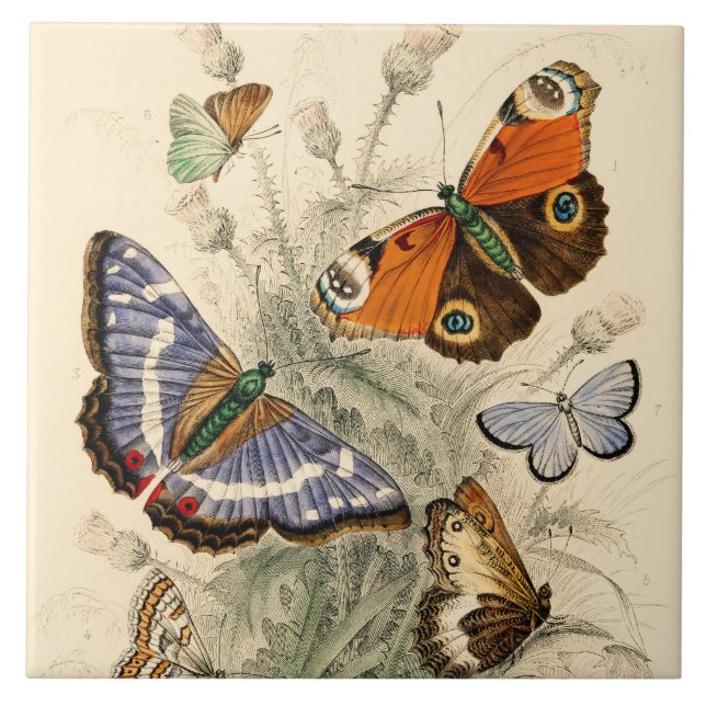 Azulejo Mariposas antiguas de Oliver Goldsmith (Frente)