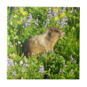 Azulejo Marmot en Mont Rainier Wildflowers