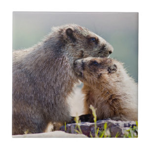 Azulejo Marmota Madre con Bebé
