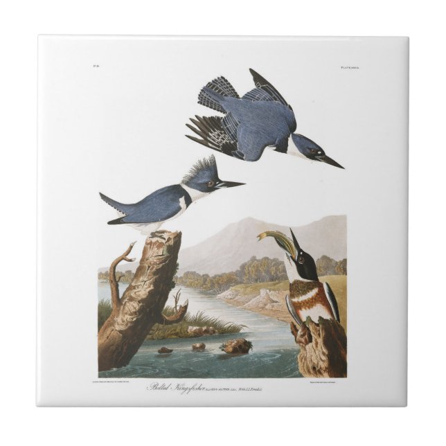 Azulejo Martín pescador ceñido de la placa 77 de Audubon (Frente)