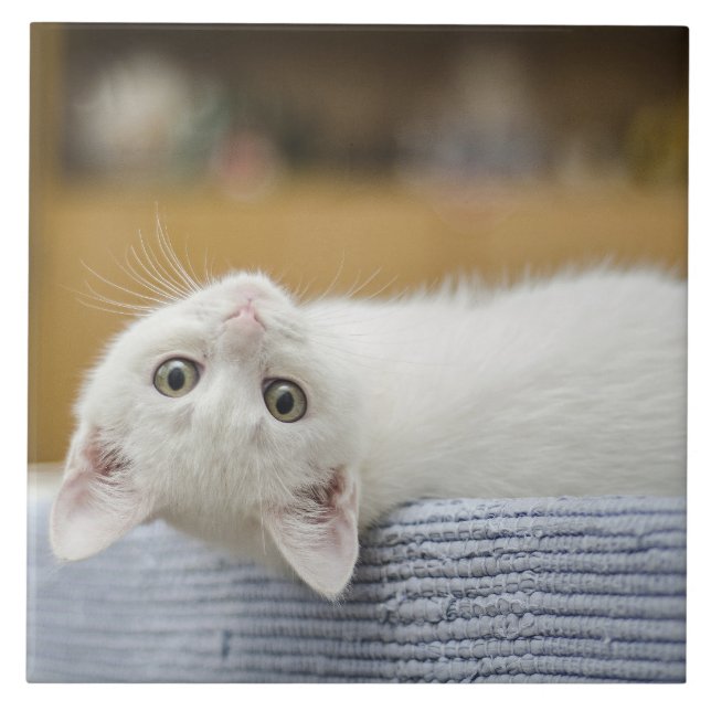 Azulejo Mascota de gatito blanco (Frente)
