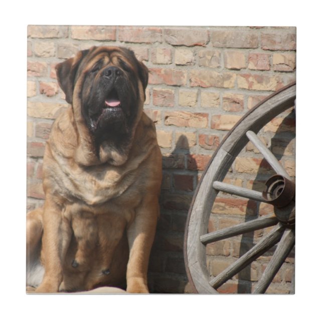 Azulejo Mastiff  englische Dogge (Frente)