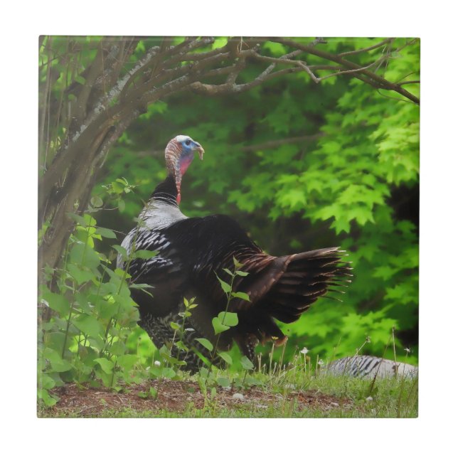 Azulejo Mature Male Wile Turkey (Frente)