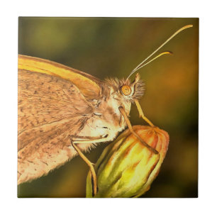 Azulejo Meadow Brown Hermoso Arte de Mariposa