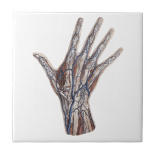 Azulejo Medicina Antigüa, Anatomía Humana Dedos de la Mano