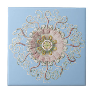 Azulejo Medusa de la aguamala rosa náutica de Ernst Haecke