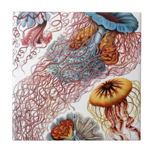 Azulejo Medusas Vintage de Ernst Haeckel, Discomedusae