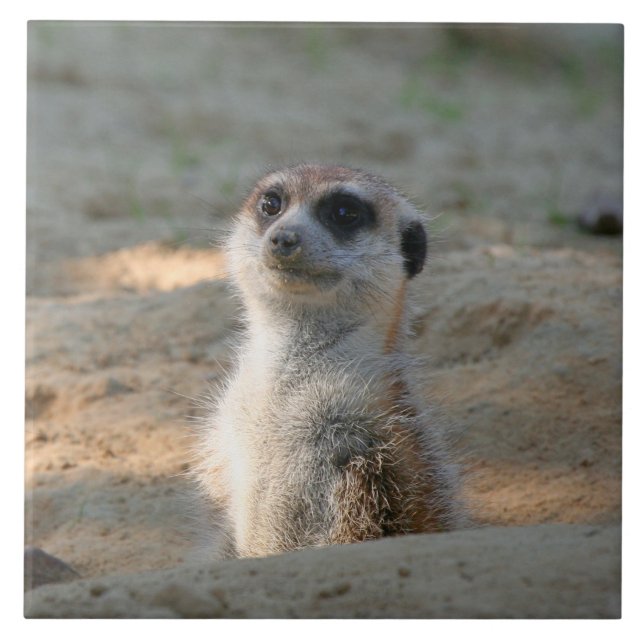 Azulejo Meerkat 004 (Frente)