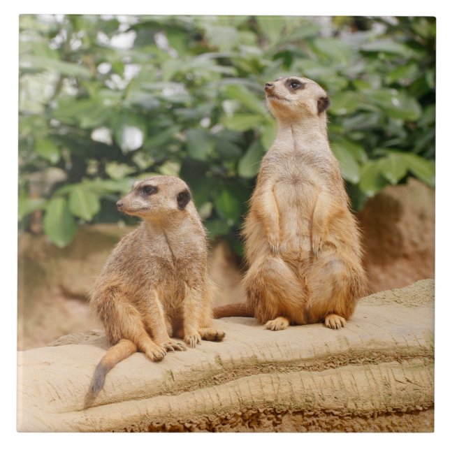 Azulejo Meerkat 009 (Frente)