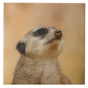 Azulejo Meerkat 011