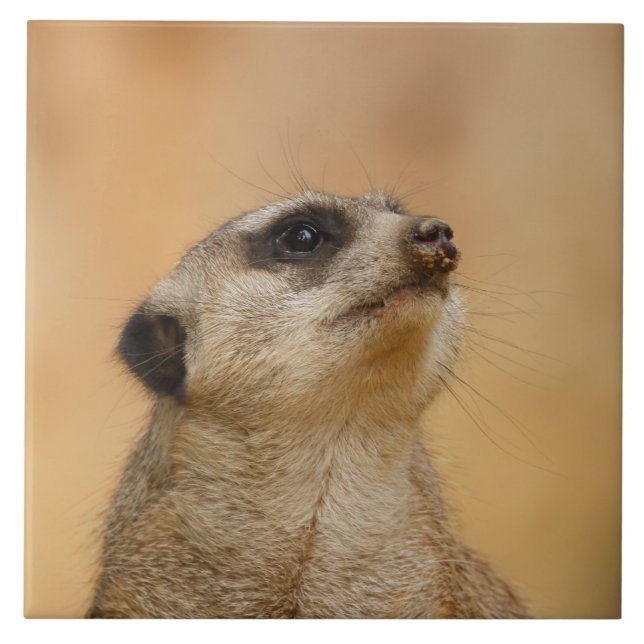 Azulejo Meerkat 011 (Frente)