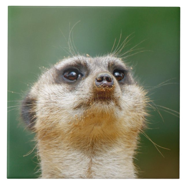 Azulejo Meerkat 012 (Frente)