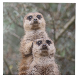 Azulejo Meerkat 035