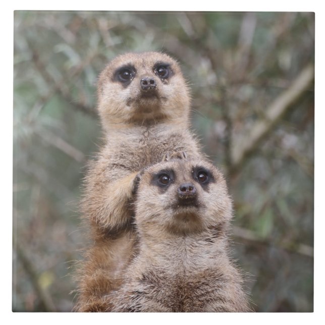 Azulejo Meerkat 035 (Frente)
