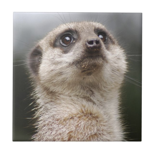 Azulejo Meerkat Tile (Frente)