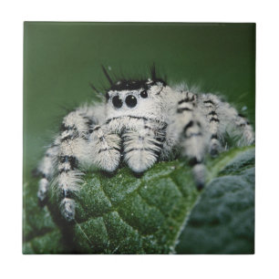 Azulejo Metaphid Jumping Spider