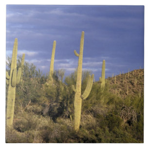 Azulejo México, Baja del Norte, Catavina Desierto Nacional