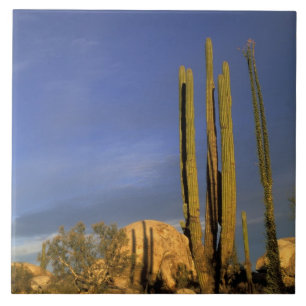 Azulejo México, Baja del Norte, Desierto Nacional de Catav