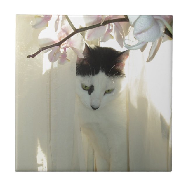 Azulejo Mi gato negro y blanco gatito de Bonito (Frente)