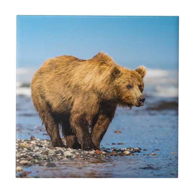 Azulejo Mi mamá oso viendo a sus dos hijos (Frente)