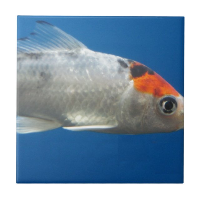Azulejo Mi Mascota Koi Fish (Frente)