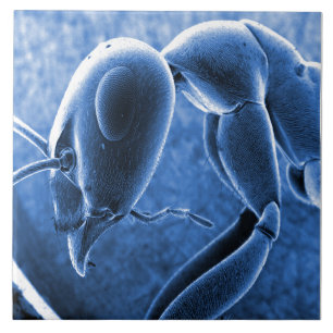 Azulejo Micrográfo nano del microscopio electrónico de