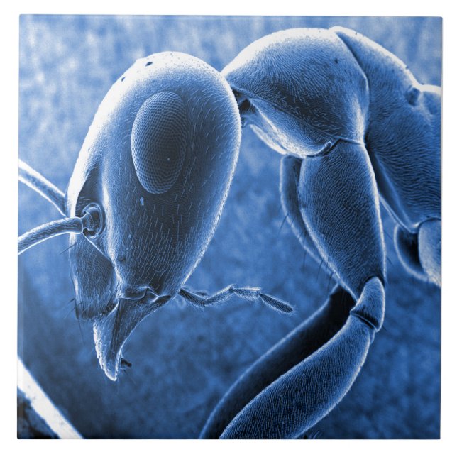 Azulejo Micrográfo nano del microscopio electrónico de (Frente)