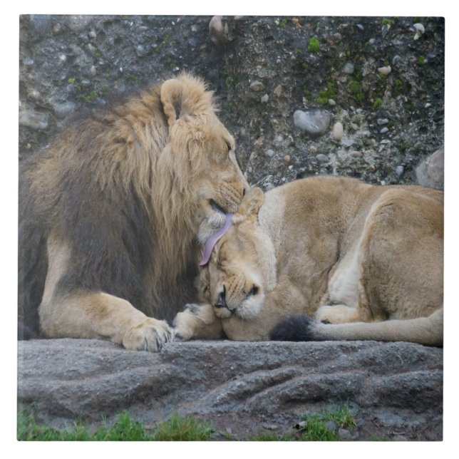 Azulejo Mighty Lion Love (Frente)